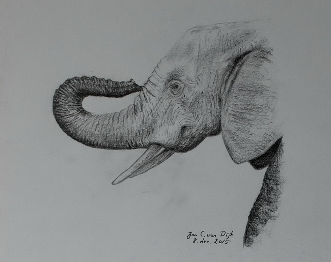 Ung Afrikansk Elefant